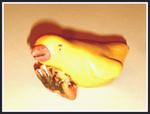Whistle